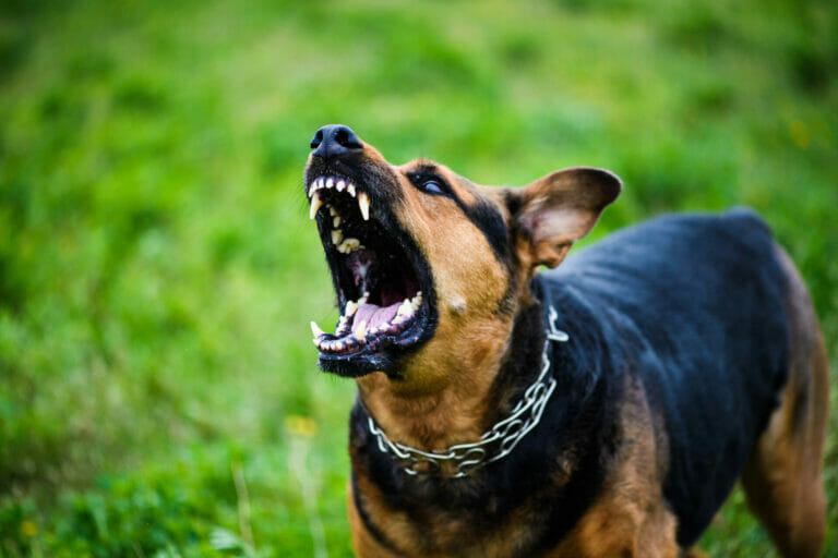 Dog Bite