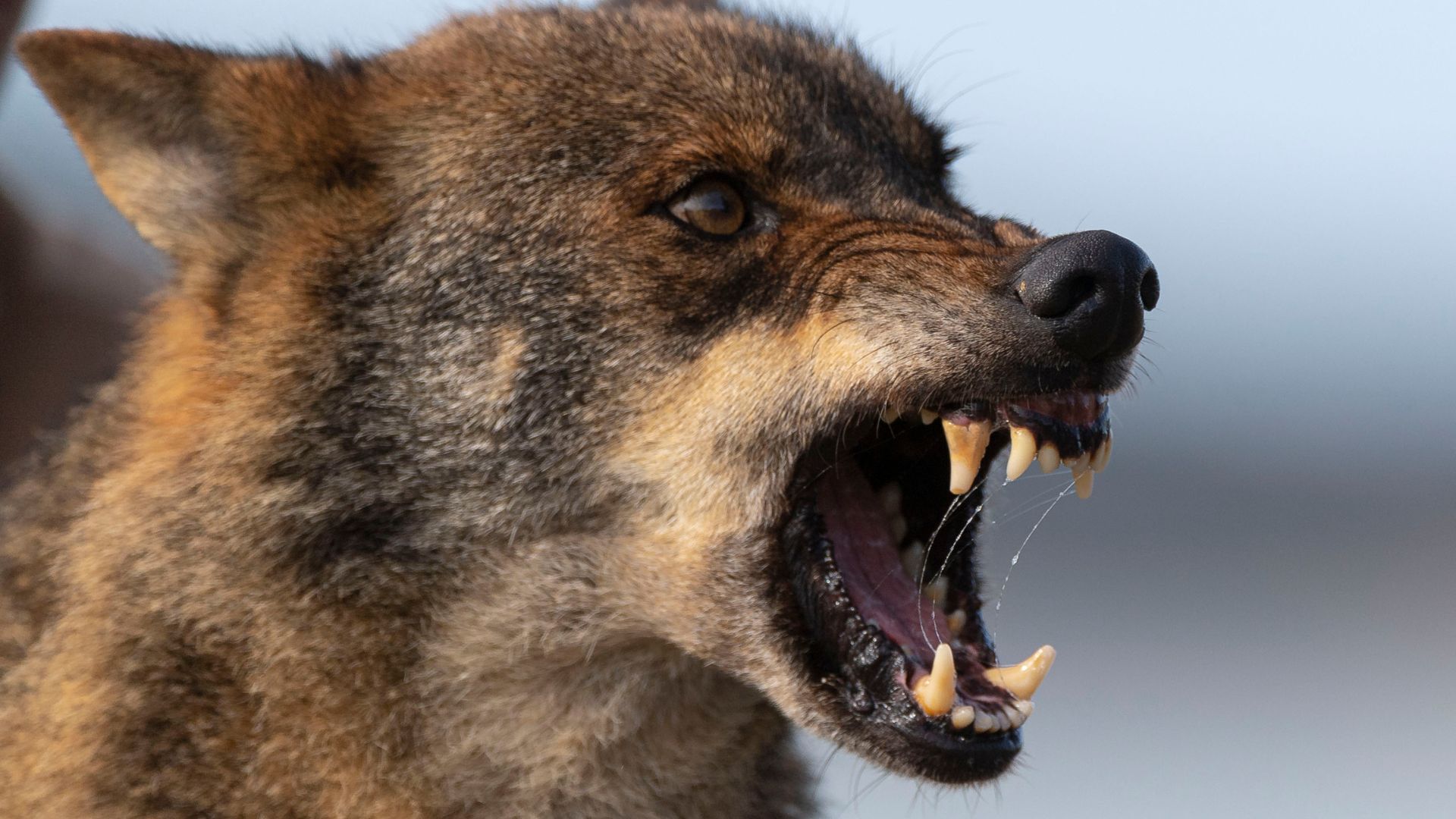 Chicago animal attack attorney - Phillips Law Offices