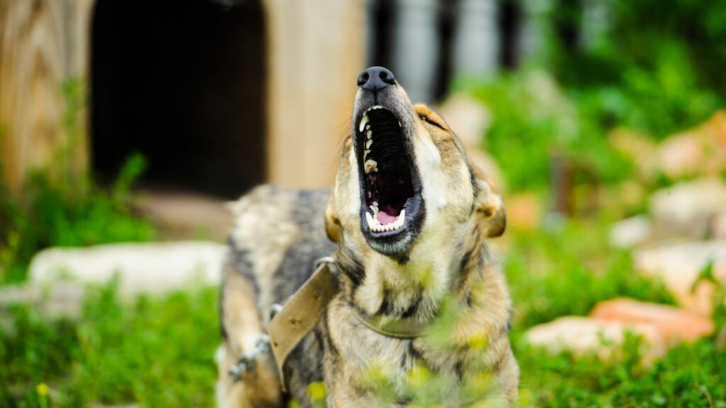 Animal attack attorney