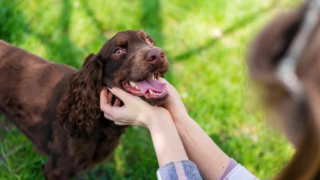 liability in a dog attack