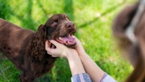 liability in a dog attack