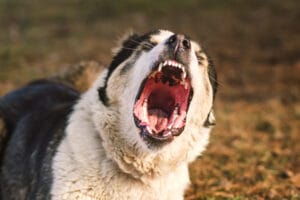 What Dog Has the Strongest Bite Force?