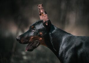 Doberman Dog Attacks
