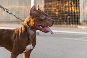 Pit Bull Dog Attacks