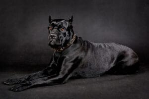 Are Cane Corsos Dangerous?