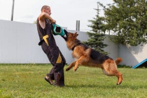 What Should I Do If I was Bitten by a German Shepherd?
