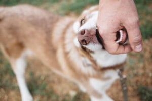 Evidence Require For Dog Bite Injury Claim