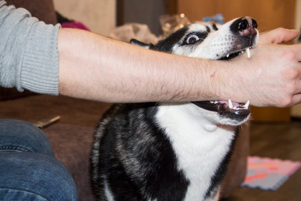 Evidence Require For Dog Bite Injury Claim