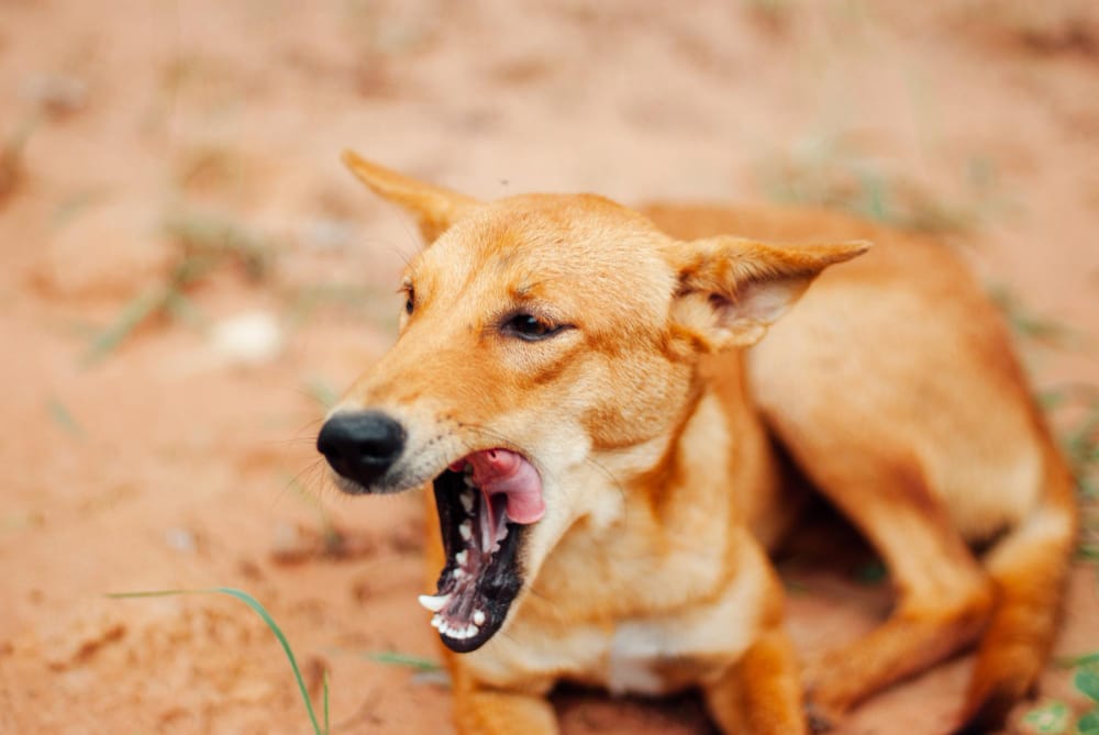 What Type of Lawyer Handles Dog Bite Injury Cases?