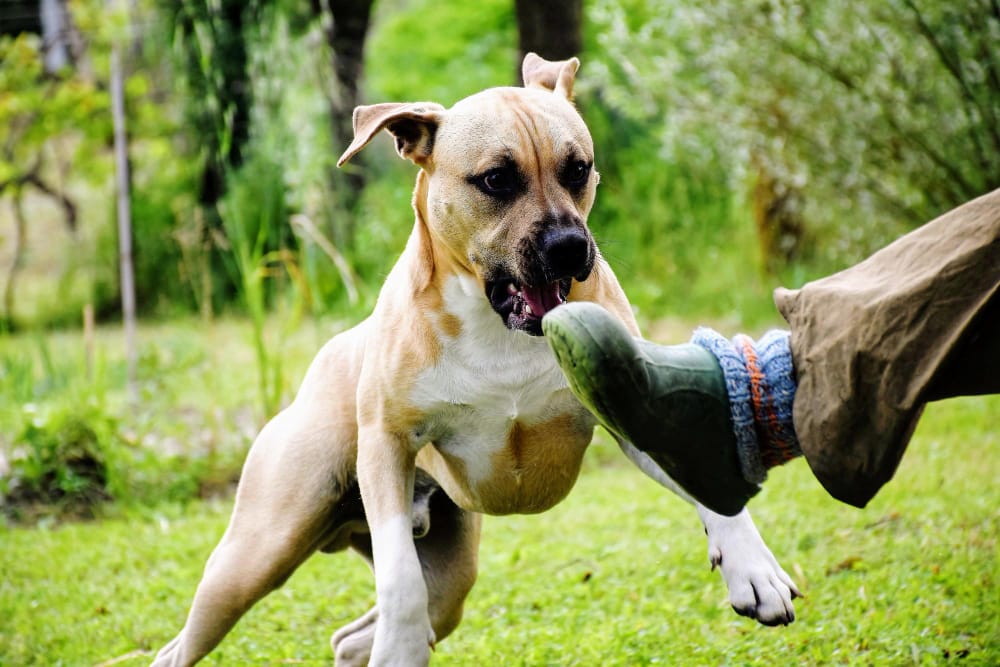 What Type of Lawyer Handles Dog Bite Injury Cases?