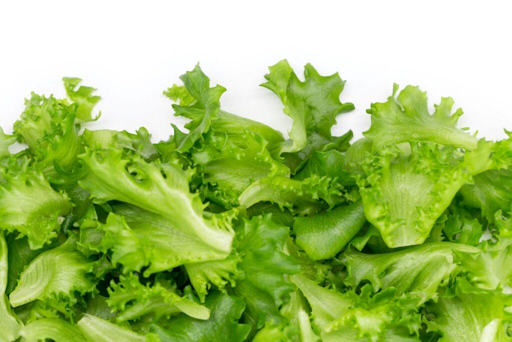 Fresh iceberg lettuce linked to the Illinois Cyclospora outbreak