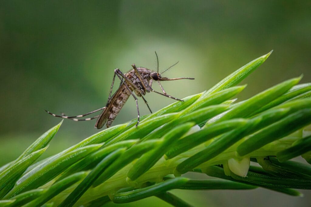 Mosquito that can carry West Nile virus in Illinois