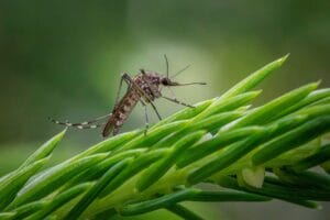 Mosquito that can carry West Nile virus in Illinois