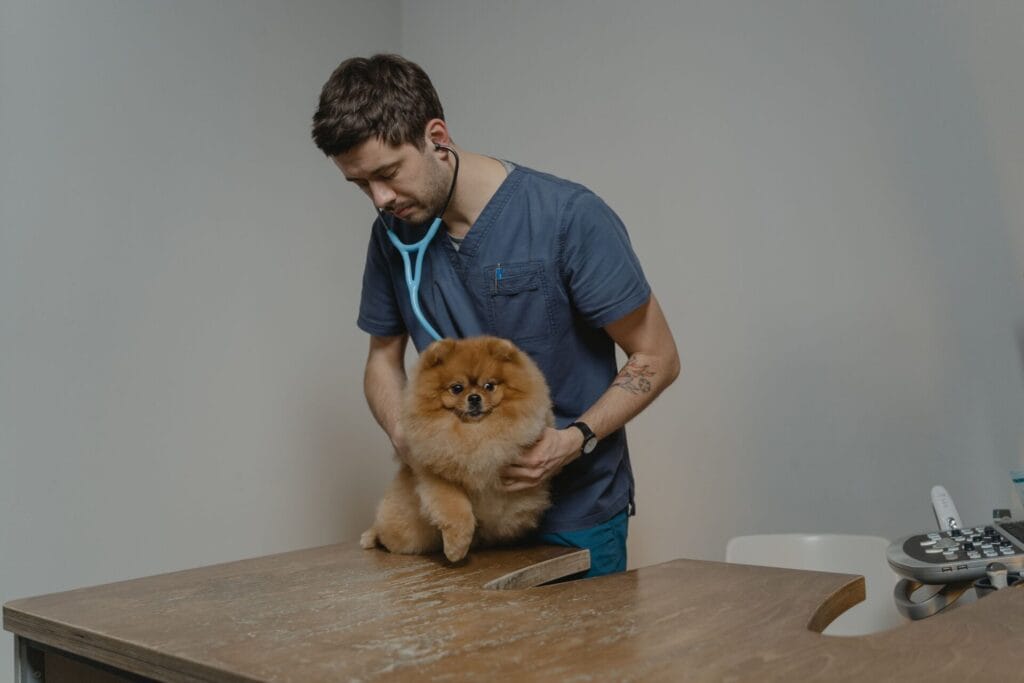 Veterinarian examining a dog with a stethoscope